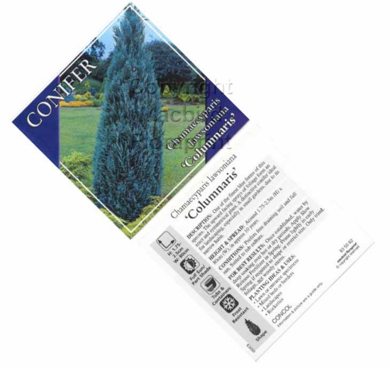 Picture of CONIFER CHAMAECYPARIS LAWSONIANA COLUMNARIS                                                                                                           