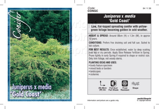 Picture of CONIFER JUNIPERUS MEDIA GOLD COAST                                                                                                                    