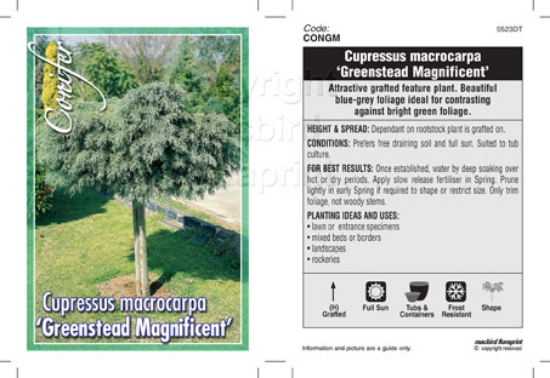 Picture of CONIFER CUPRESSUS MACROCARPA GREENSTEAD MAGNIFICENT                                                                                                   