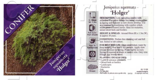 Picture of CONIFER JUNIPERUS SQUAMATA HOLGER                                                                                                                     