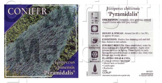 Picture of CONIFER JUNIPERUS CHINENSIS PYRAMIDALIS                                                                                                               