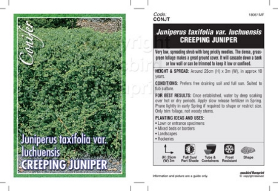 Picture of CONIFER JUNIPERUS TAXIFOLIA VAR LUCHUENSIS CREEPING JUNIPE                                                                                            