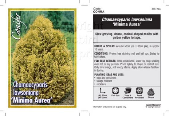 Picture of CONIFER CHAMAECYPARIS LAWSONIANA MINIMA AUREA                                                                                                         