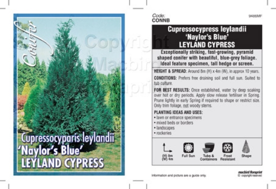 Picture of CONIFER CUPRESSOCYPARIS LEYLANDII NAYLORS BLUE LEYLAND CYP                                                                                            