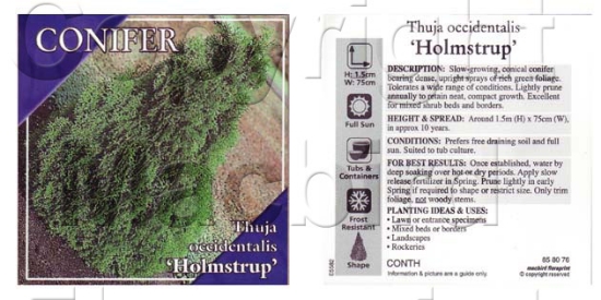 Picture of CONIFER THUJA OCCIDENTALIS HOLMSTRUP                                                                                                                  