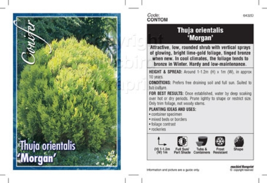 Picture of CONIFER THUJA ORIENTALIS MORGAN                                                                                                                       