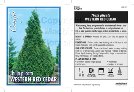 Picture of CONIFER THUJA PLICATA WESTERN RED CEDAR                                                                                                               