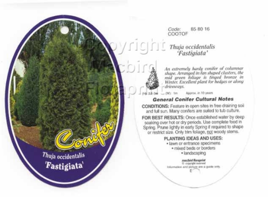 Picture of THUJA OCCIDENTALIS FASTIGIATA                                                                                                                         