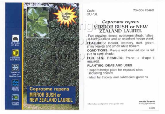 Picture of COPROSMA REPENS MIRROR BUSH                                                                                                                           