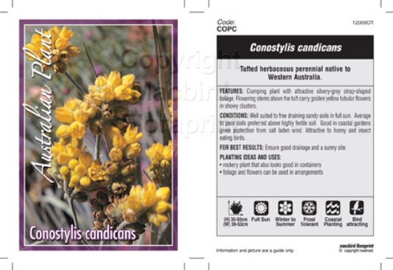 Picture of CONOSTYLIS CANDICANS                                                                                                                                  