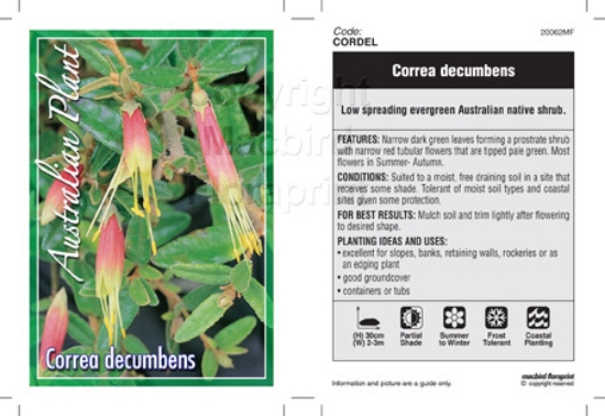 Picture of CORREA DECUMBENS MT LOFTY CORREA                                                                                                                      