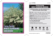 Picture of CORNUS FLORIDA WHITE FLOWERING DOGWOOD                                                                                                                
