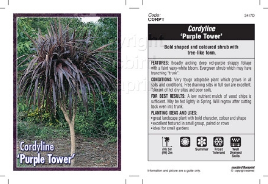 Picture of CORDYLINE PURPLE TOWER                                                                                                                                