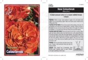 Picture of ROSE COLOURBREAK (FL)                                                                                                                                 