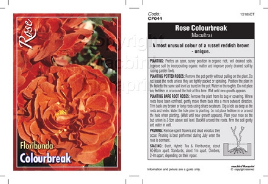 Picture of ROSE COLOURBREAK (FL)                                                                                                                                 