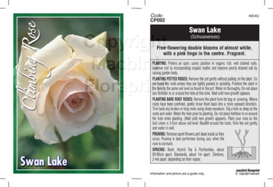 Picture of ROSE SWAN LAKE CLIMBING                                                                                                                               