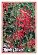 Picture of PIERIS FLAMING SILVER                                                                                                                                 