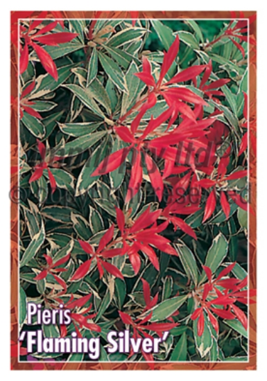 Picture of PIERIS FLAMING SILVER                                                                                                                                 
