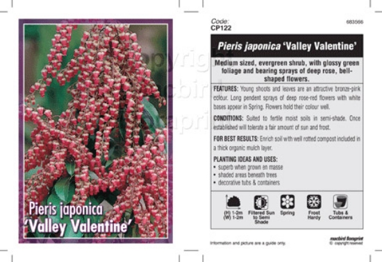 Picture of PIERIS JAPONICA VALLEY VALENTINE                                                                                                                      