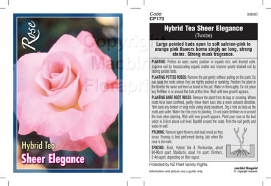 Picture of ROSE SHEER ELEGANCE (HT)                                                                                                                              