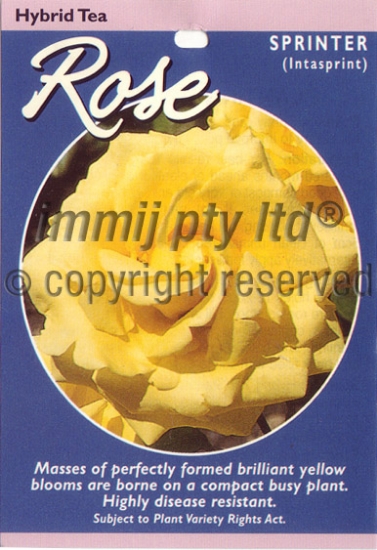 Picture of ROSE SPRINTER (HT)                                                                                                                                    