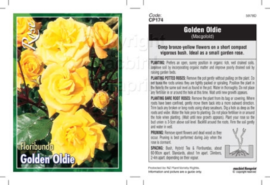 Picture of ROSE GOLDEN OLDIE (FL)                                                                                                                                