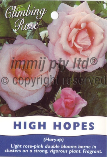 Picture of ROSE HIGH HOPES CLIMBING                                                                                                                              