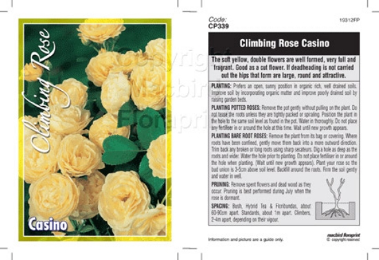 Picture of ROSE CASINO CLIMBING                                                                                                                                  