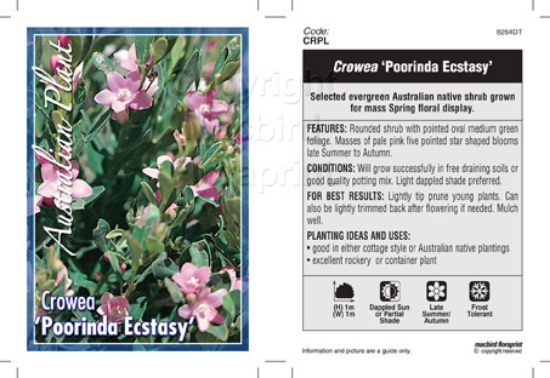 Picture of CROWEA POORINDA ECSTASY                                                                                                                               