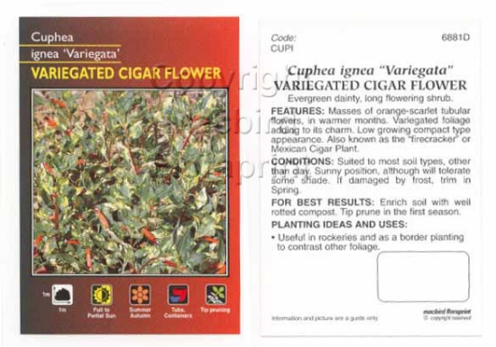 Picture of CUPHEA IGNEA VARIEGATA                                                                                                                                