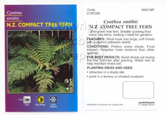 Picture of FERN CYATHEA SMITHII NZ COMPACT TREE FERN                                                                                                             