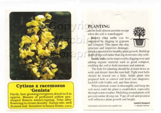 Picture of GENISTA SPACHIANA BROOM (SYN CYTISUS RACEMOSUS)                                                                                                       