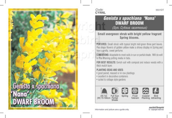 Picture of GENISTA X SPACHIANA NANA DWARF BROOM                                                                                                                  