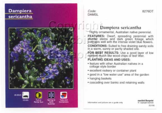 Picture of DAMPIERA SERICANTHA                                                                                                                                   
