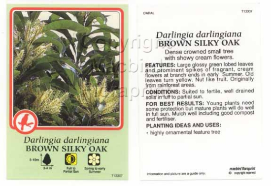 Picture of DARLINGIA DARLINGIANA BROWN SILKY OAK                                                                                                                 