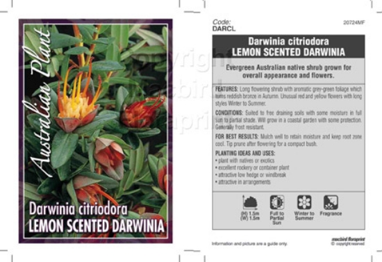 Picture of DARWINIA CITRIODORA LEMON SCENTED DARWINIA                                                                                                            