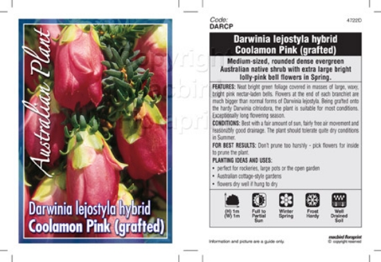 Picture of DARWINIA LEIOSTYLA HYBRID COOLAMON PINK GRAFTED                                                                                                       