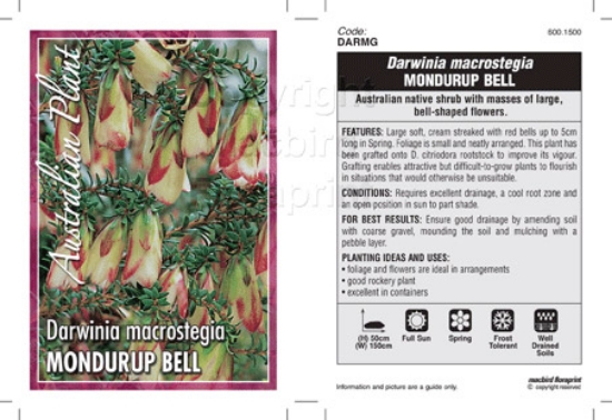 Picture of DARWINIA MACROSTEGIA GRAFTED MONDURUP BELL                                                                                                            