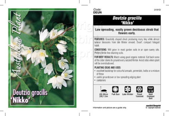 Picture of DEUTZIA GRACILIS NIKKO                                                                                                                                