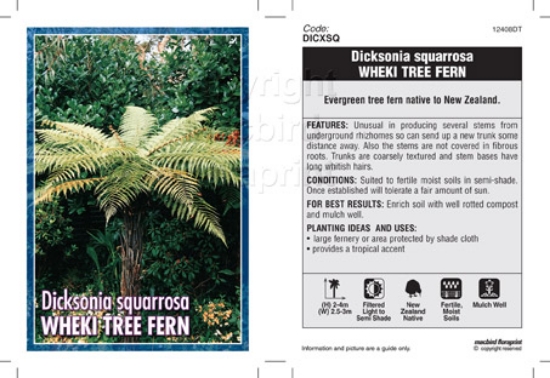 Picture of FERN DICKSONIA SQUARROSA N Z WHEKI TREE FERN                                                                                                          