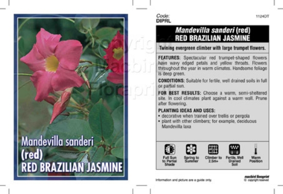 Picture of MANDEVILLA SANDERI RED BRAZILIAN                                                                                                                      