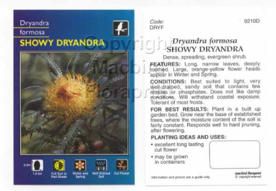 Picture of DRYANDRA FORMOSA SHOWY                                                                                                                                