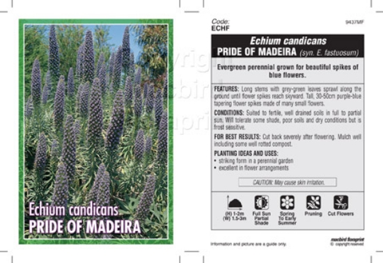 Picture of ECHIUM CANDICANS PRIDE OF MADEIRA                                                                                                                     