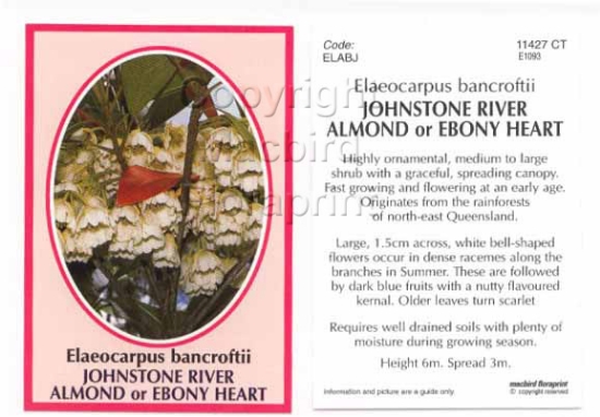 Picture of ELAEOCARPUS BANCROFTII JOHNSON RIVER ALMOND                                                                                                           