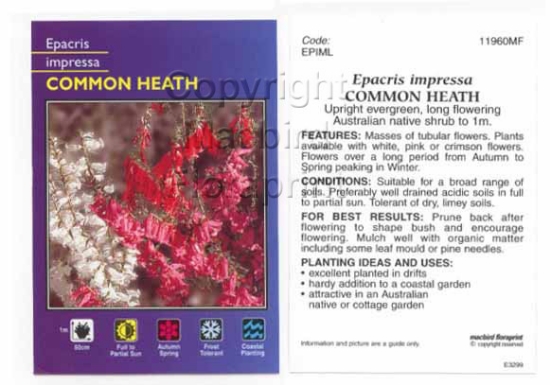 Picture of EPACRIS IMPRESSA                                                                                                                                      
