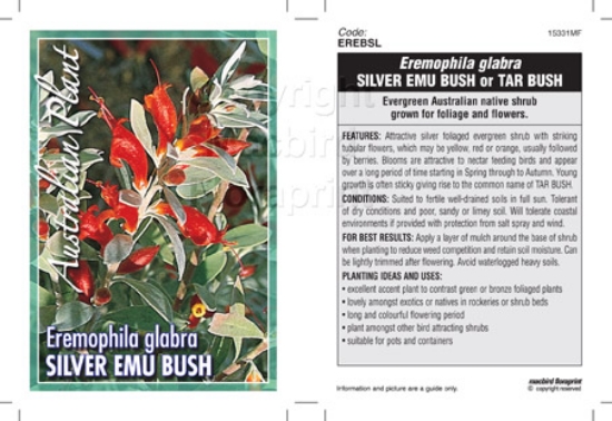 Picture of EREMOPHILA GLABRA SILVER                                                                                                                              
