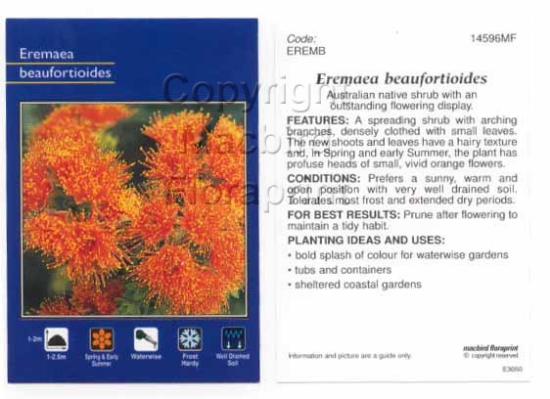 Picture of EREMAEA BEAUFORTIOIDES                                                                                                                                