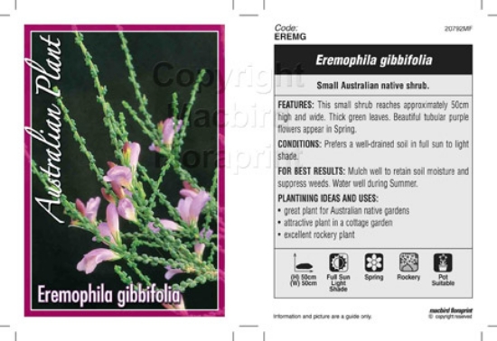 Picture of EREMOPHILA GIBBIFOLIA                                                                                                                                 