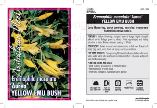 Picture of EREMOPHILA MACULATA AUREA YELLOW                                                                                                                      