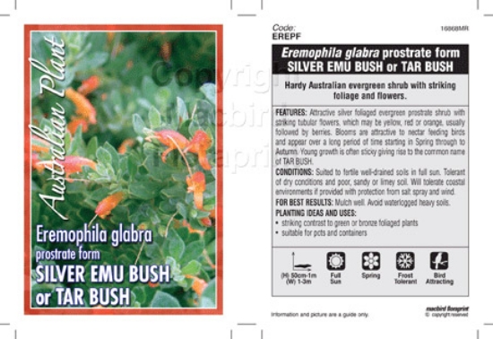 Picture of EREMOPHILA GLABRA PROSTRATE FORM SILVER                                                                                                               